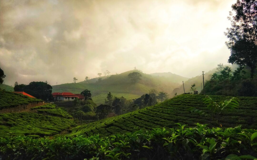 Tea Plantations in Kerala: The Story Behind India’s Chai